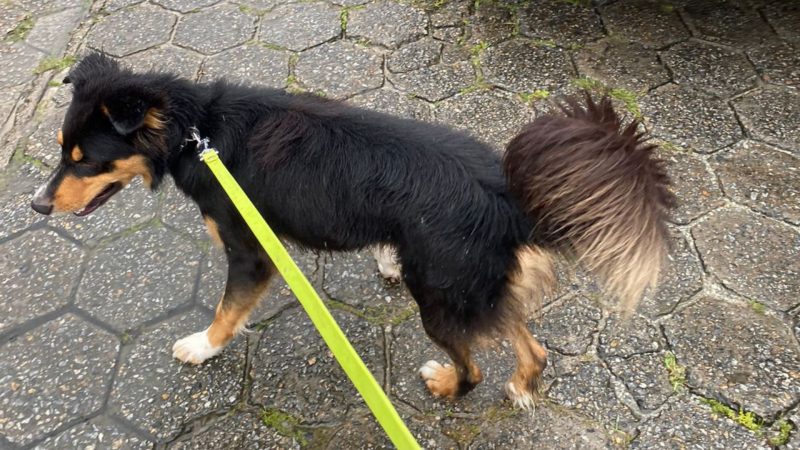 Cachorro na rua sendo levado pelos policiais; animal apresenta pelagem preta, com algumas manchas caramelo nas patas e no rosto e rabo