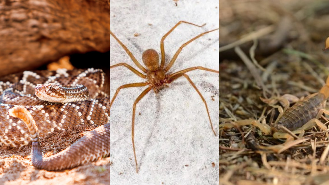 The photo from left to right shows venomous animals: a rattlesnake, then a brown spider and finally a yellow scorpion.