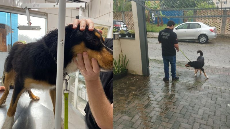 Durante atendimento veterin&aacute;rio, c&atilde;o recebeu um microchip – Foto: Pol&iacute;cia Civil/Reprodu&ccedil;&atilde;o/ND