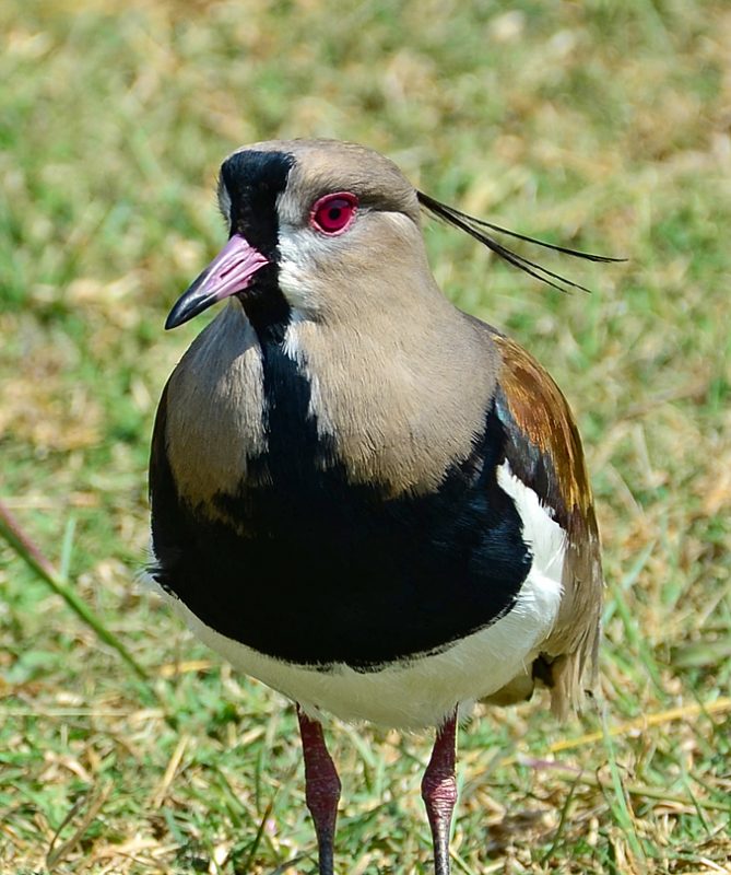 The photo shows a lapwing in the grass.