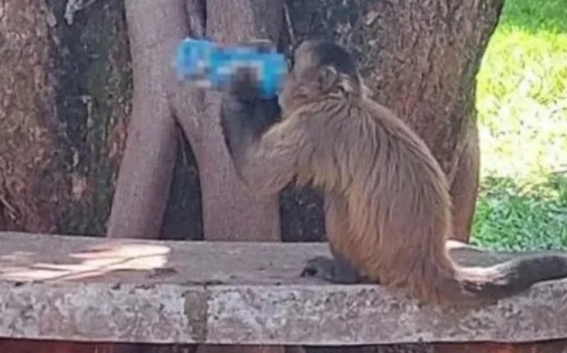 Macaco &eacute; flagrado bebendo energ&eacute;tico em universidade – Foto: Reprodu&ccedil;&atilde;o internet