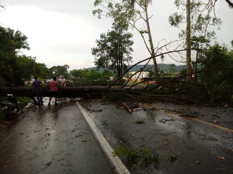 Temporal causa queda de árvore em Agronômica