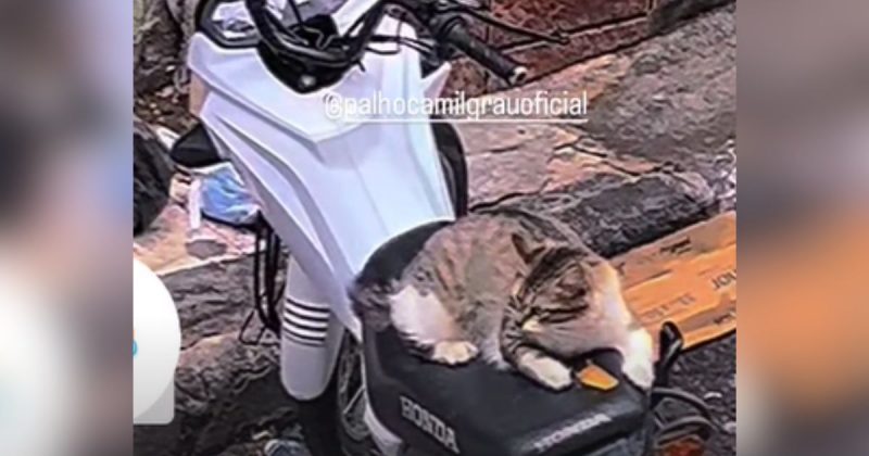 Imagem mostra gato em cima da moto