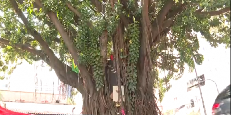 Imagem mostra árvore localizada na Avenida Rebouças em São Paulo 