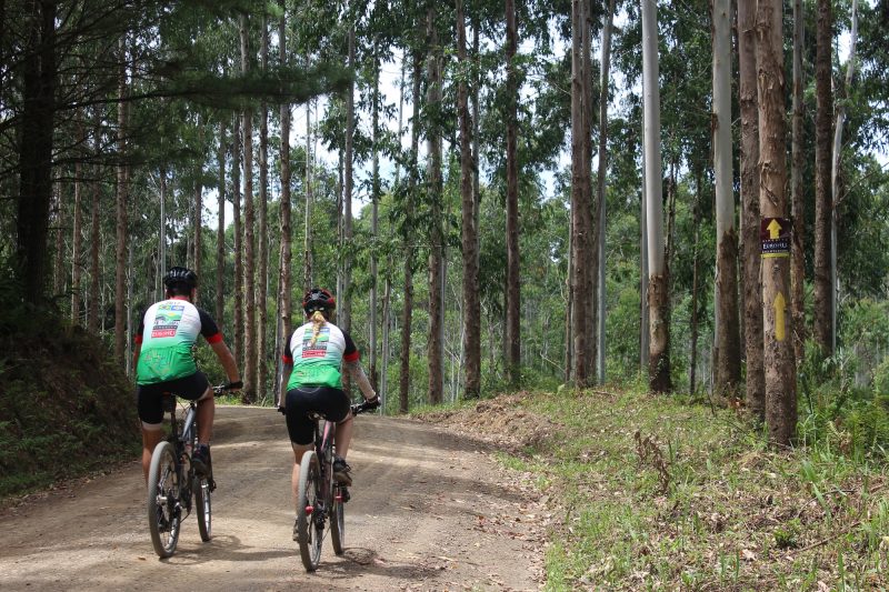 Dois ciclistas estão em cima de suas bicicletas e pedalam em uma estrada de terra. Eles estão de costas para a foto. Ao redor, há altos pinheiros. A estrada faz parte do circuito do cicloturismo no Vale Europeu