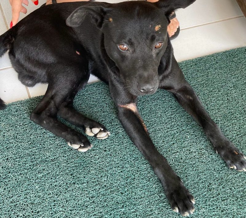 C&atilde;o comunit&aacute;rio foi atropelado enquanto tomava sol – Foto: Pol&iacute;cia Civil/Reprodu&ccedil;&atilde;o/ND