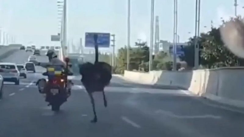 Avestruz causa confusão no trânsito