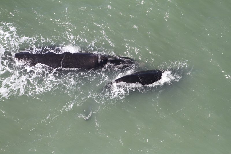 Baleias-francas foram vistas no &uacute;ltimo domingo (5) – Foto: Mariana Silvano/SCPAR Porto de Imbituba/ND