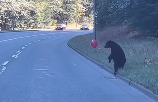 The cub's mother managed to stop traffic so the bear could cross the road, but the joy of the balloon was so great that the mission was almost in jeopardy - Photo: Social Media/Disclosure/ND