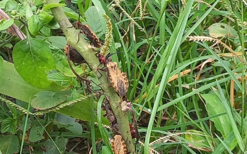 Foto aproximada de um possível inseto barbeiro, transmissor da doença de Chagas, em plantas de Itajaí