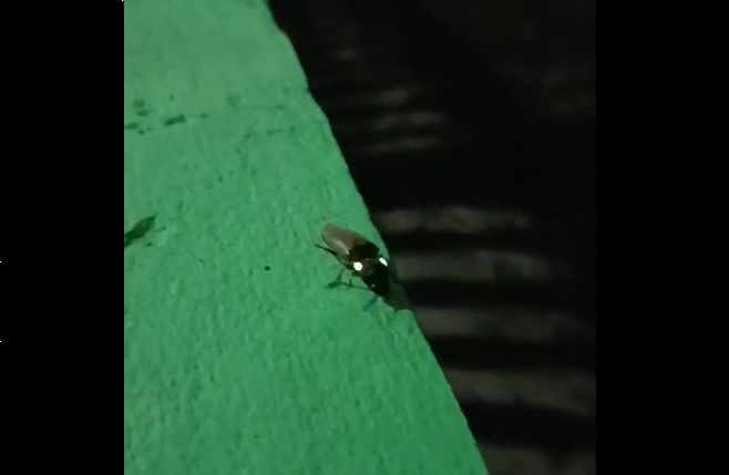 Besouro do g&ecirc;nero Pyrophorus &eacute; um dos insetos mais luminosos do mundo – Foto: Adson Boaventura/ND