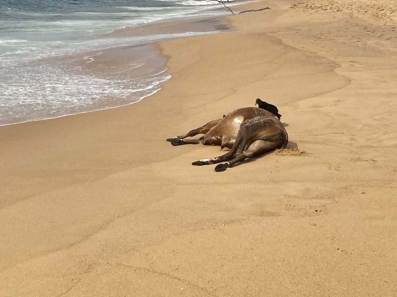 Boi foi parar na praia do Estaleiro, em Balneário Camboriú, após fortes chuvas; imagens mostram animal caído próximo ao mar