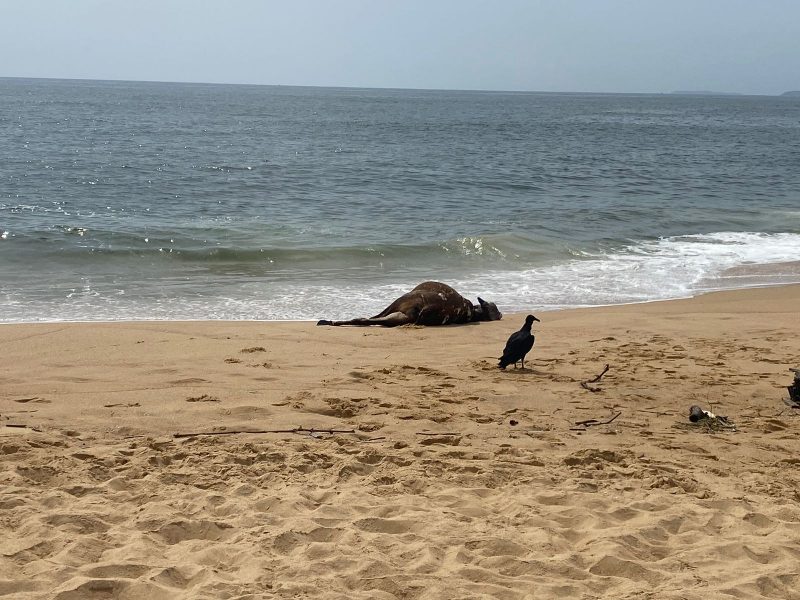 Imagem mostra boi caído na areia da praia do Estaleiro em Balneário Camboriú