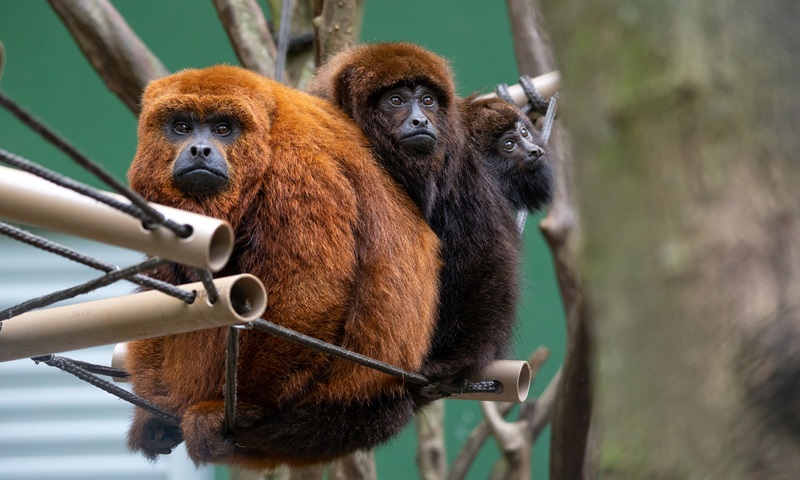 Bugio-ruivo pode ser visto em Florianópolis em breve 