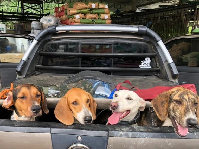 Dogs collected during a military environmental police operation to combat illegal hunting