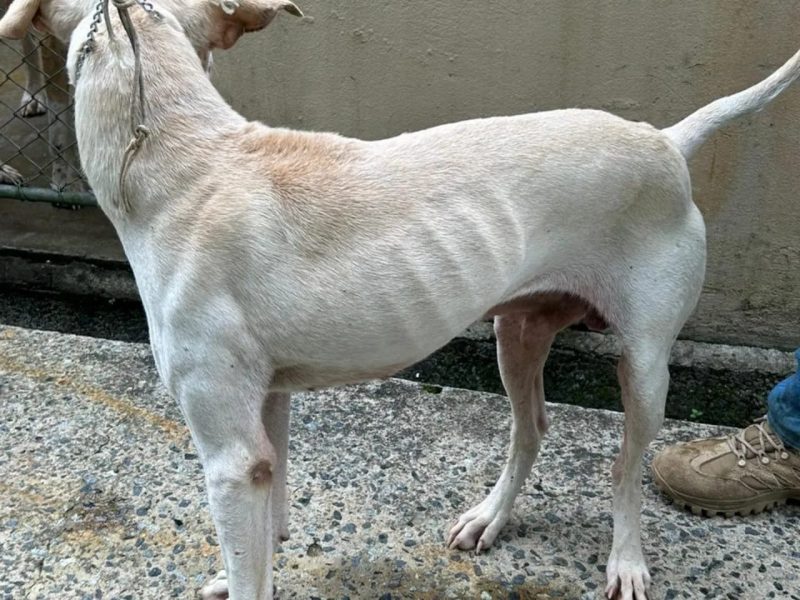 Cachorro com sinais de maus tratos em operação contra caça ilegal em Ilhota