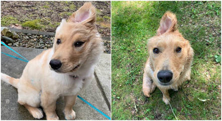 Cachorra &lsquo;unic&oacute;rnio&rsquo; faz sucesso nas redes sociais por ter apenas uma orelha – Foto: Divulga&ccedil;&atilde;o/Reprodu&ccedil;&atilde;o/ND