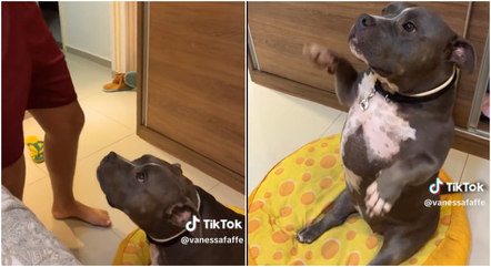 American Bully DIana, viralizou nas redes após dançar com seu dono.