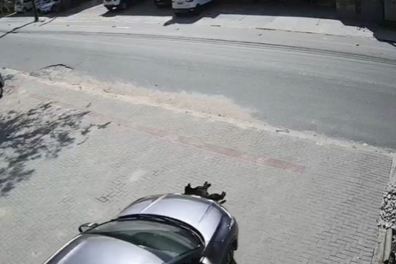 Cachorro ficou ferido após atropelamento 