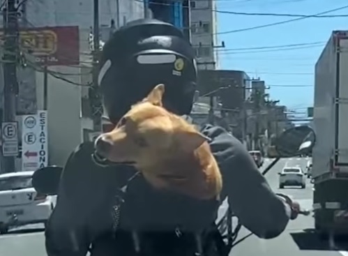 Cachorro encanta internautas ao dar rolê de moto por Brusque 