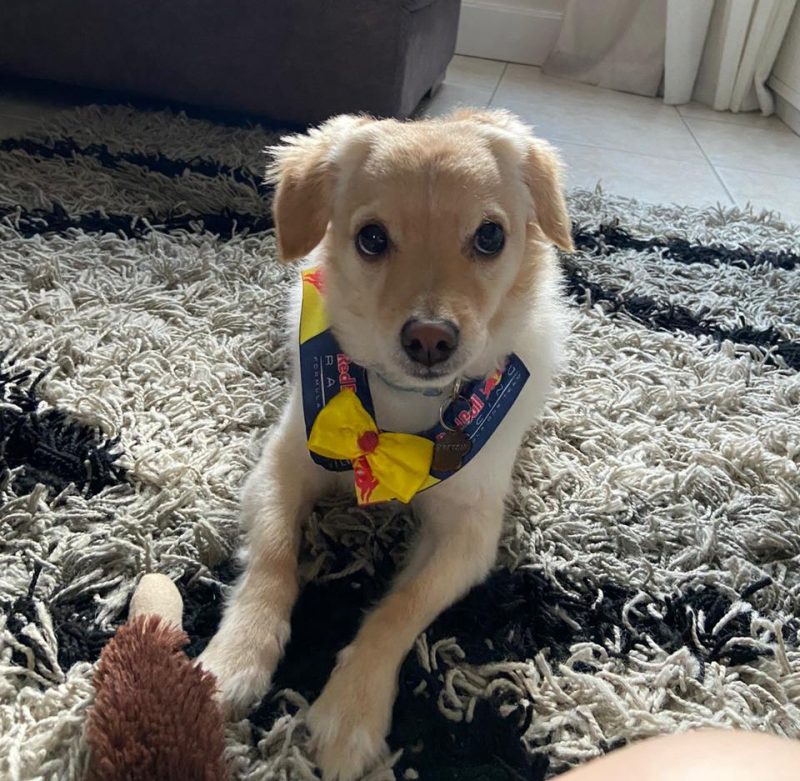 Cachorro viralizou na web ao aparecer "vestido de piloto de F1