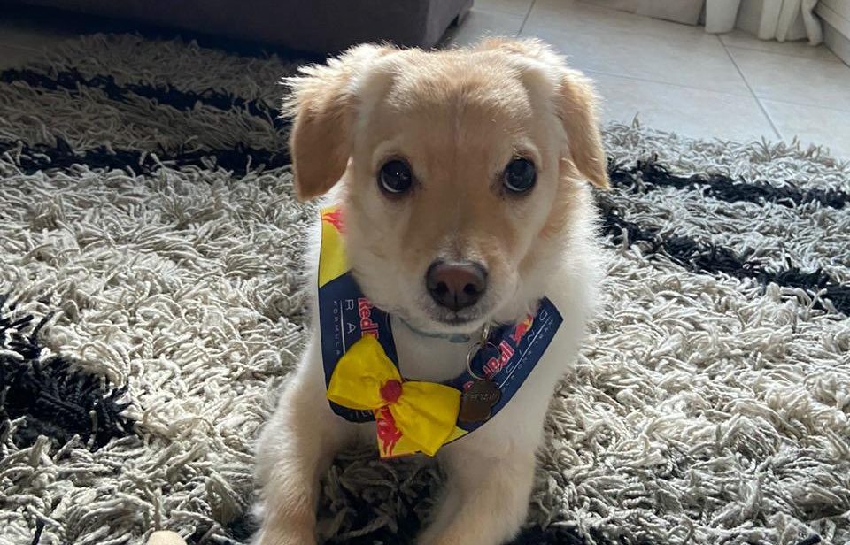 Cachorro viraliza na web ‘vestido’ de piloto de f1: ‘koda verstappen’