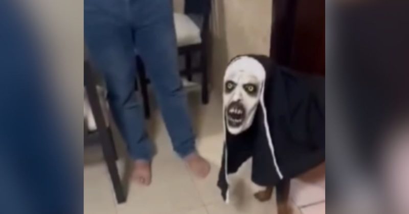 O registro dividiu a web. Muitos brincaram com a situa&ccedil;&atilde;o, j&aacute; outros criticaram os tutores do animal – Foto: saojose100limites/Instagram/Reprodu&ccedil;&atilde;o/ND