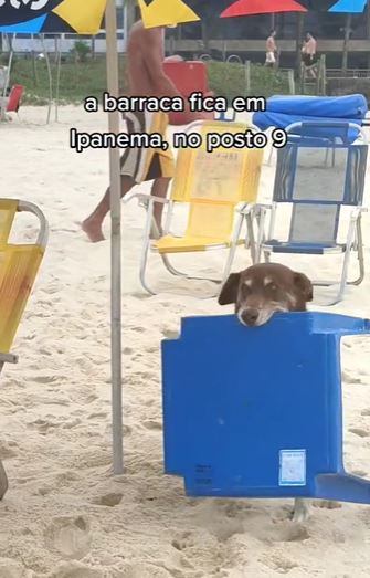 The waiter dog captivated swimmers and tourists on the beach in RJ - TikTok/Reproduction/ND