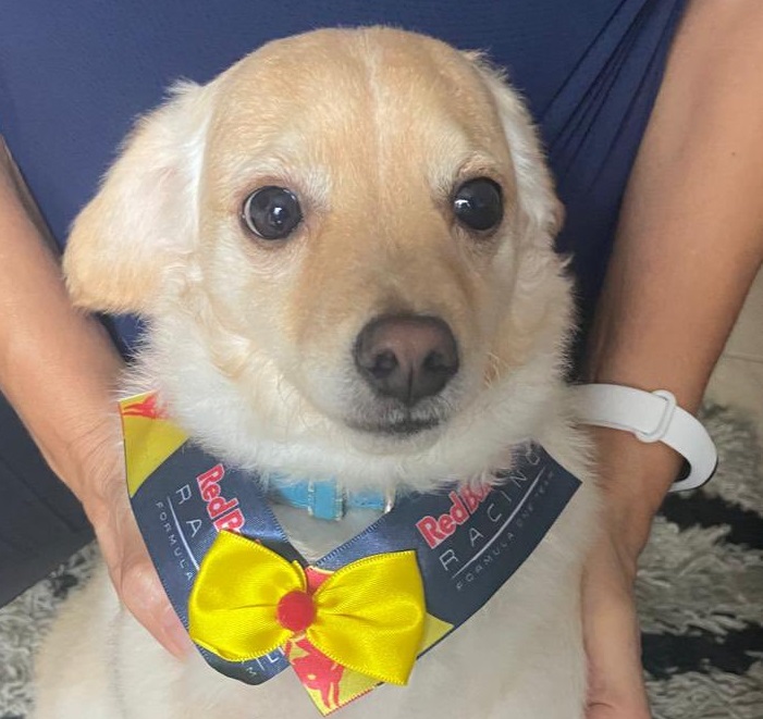 Doguinho viralizou na web com show de fofura – Foto: Reprodu&ccedil;&atilde;o/Internet/ND