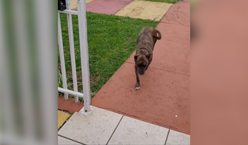 Cachorro é um AUluno aplicado