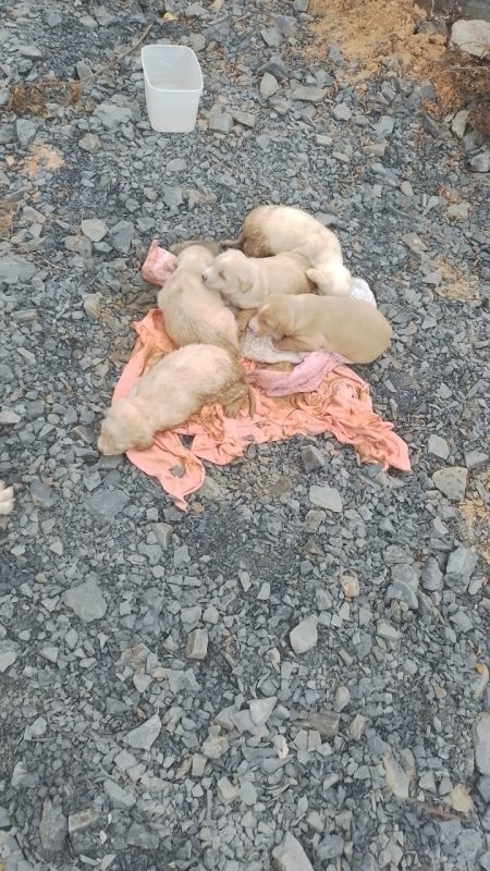 5 filhotes de cachorro v&atilde;o parar dentro de tubula&ccedil;&atilde;o e precisam ser resgatados no Alto Vale – Foto: Divulga&ccedil;&atilde;o/Reprodu&ccedil;&atilde;o/ND