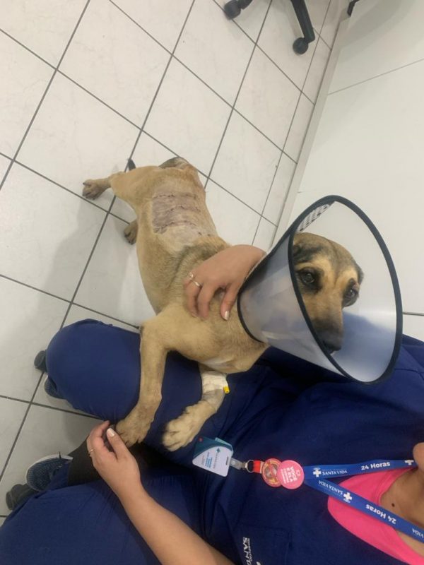 Aqui &eacute; o caramelinho ap&oacute;s ser receber alta – Foto: Arquivo Pessoal/ND