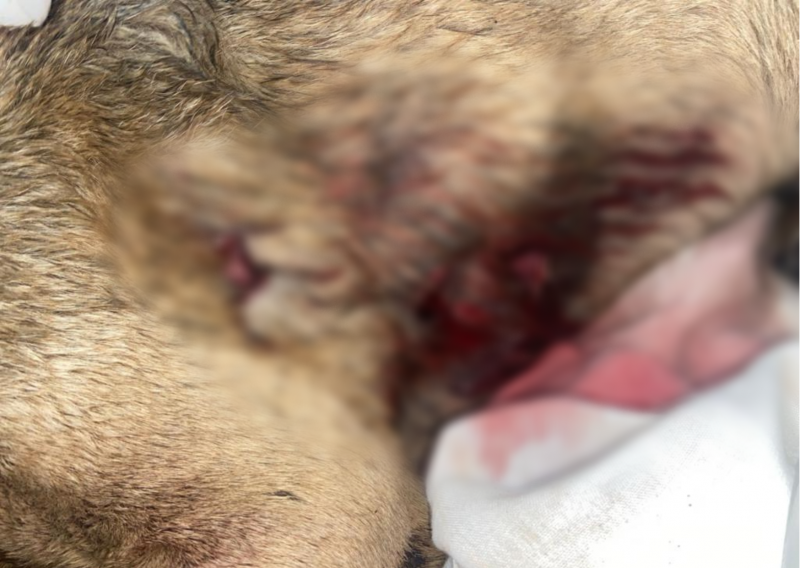 Dois cachorros s&atilde;o esfaqueados em bairro da Capital – Foto: Arquivo Pessoal/ND