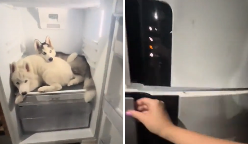 Cães espertinhos escondidos na geladeira