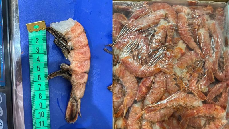 Carga foi encontrada em estabelecimento de beneficiamento de pescado – Foto: PMSC Ambiental/Reprodu&ccedil;&atilde;o/ND