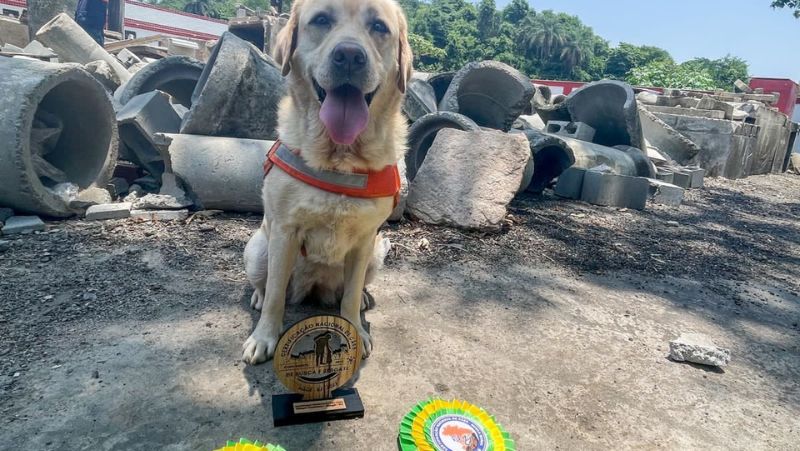 Cabo e cão dos Bombeiros recebem certificação nacional