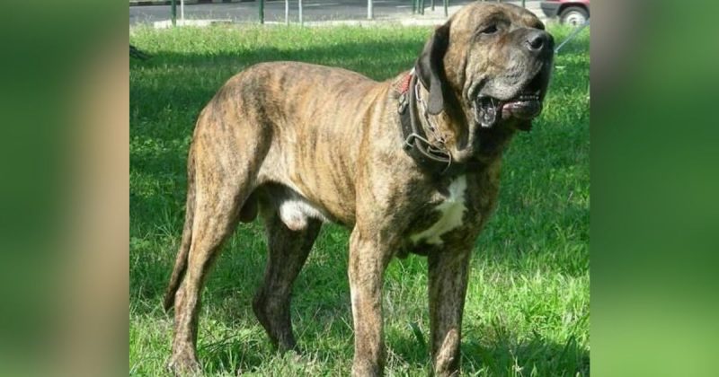 Cachorro brasileiro tem a mordida mais forte do mundo