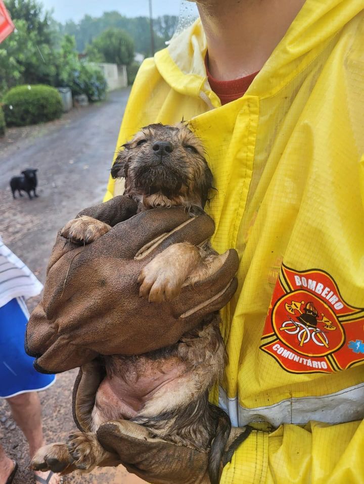 The puppy was rescued after the rains in Chapeco.  - Military Fire Department/Reproduction/ND