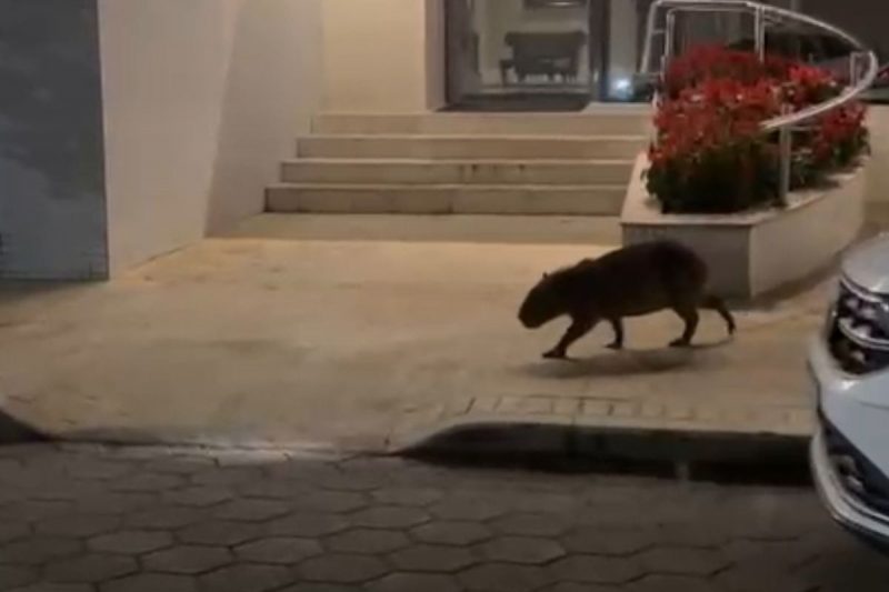 Capivara foi filmada por moradores