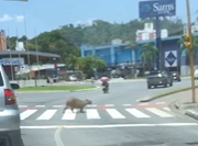 Depois de literalmente parar o trânsito, a capivara fez questão de atravessar a rua de forma segura, na faixa de pedestre 