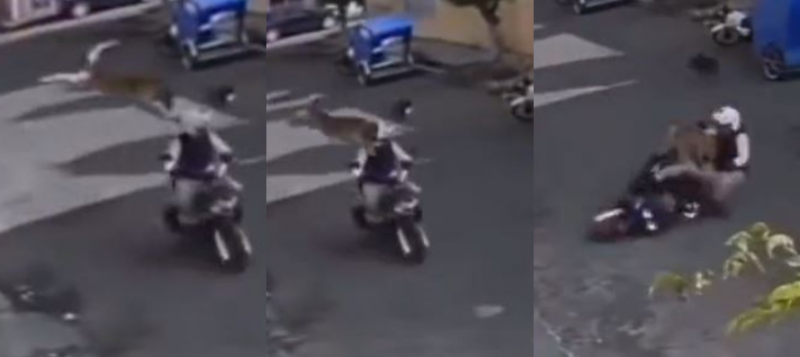 Caramelo derruba motociclista e acidente cinematográfico é registrado 