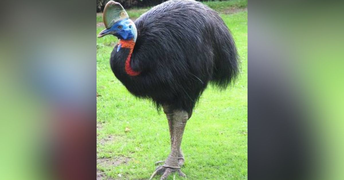 The cassowary is an inhabitant of Oceania.  It is a curious, asocial bird and one of the largest birds in the world.  They are dangerous on their feet as they have huge claws.  These blows have even been compared to a sword attack and can even cut off a person's hand - Pixabay/Disclosure/ND