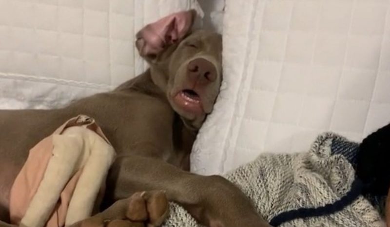 Catarinense viraliza com vídeo de cachorro dorminhoco em sua cama