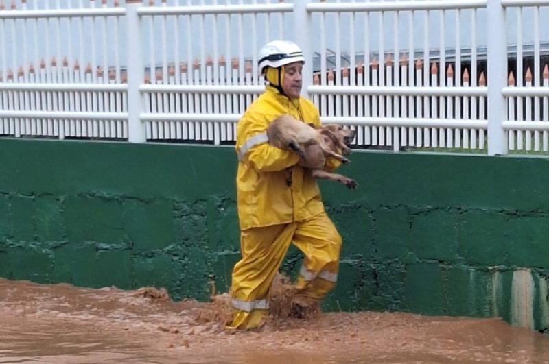 Cachorro resgatado após ciclone em Santa Catarina 