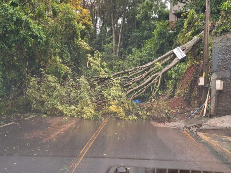 &Aacute;rvore bloqueou pista em Seara. – Foto: Reprodu&ccedil;&atilde;o ND
