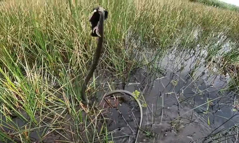 Cobra com um pássaro na boca tenta se afastar do pescador
