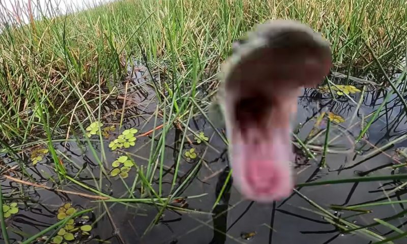 Registro flagra momento em que a serpente ataca o pescador – Foto: Reprodu&ccedil;&atilde;o