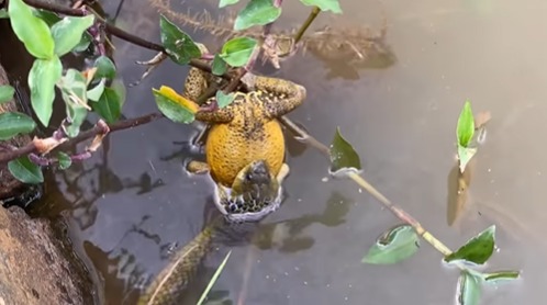 The video shows a snake swallowing a giant frog. 