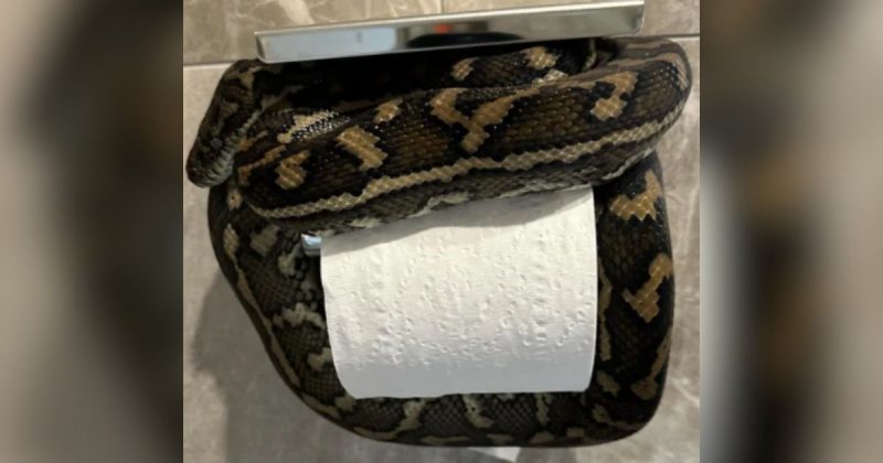 A mulher viu a serpente com a vis&atilde;o perif&eacute;rica e ent&atilde;o percebeu do que se tratava – Foto: Snake Catcher Noosa/Facebook/Reprodu&ccedil;&atilde;o/ND