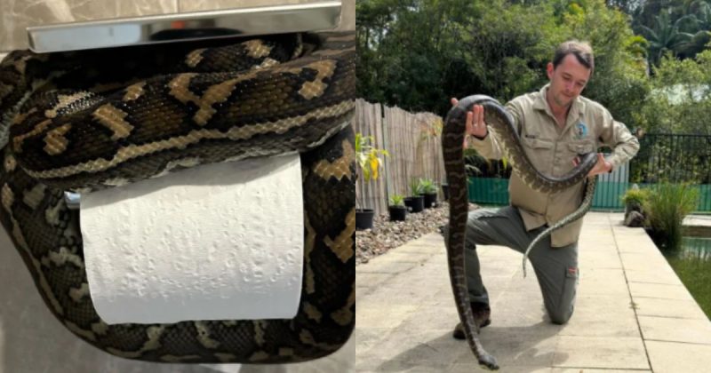 Ap&oacute;s salvar o animal, o apanhador de cobras e a propriet&aacute;ria da casa procuraram o local que o animal entrou – Foto: Snake Catcher Noosa/Facebook/Reprodu&ccedil;&atilde;o/ND